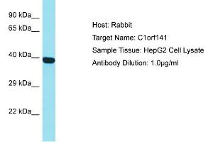 Host: Rabbit Target Name: C1orf141 Sample Type: HepG2 Whole Cell lysates Antibody Dilution: 1. (C1ORF141 antibody  (N-Term))