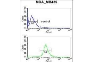 GABRD Antibody (Center) (ABIN653247 and ABIN2842772) flow cytometric analysis of MDA-M cells (bottom histogram) compared to a negative control cell (top histogram). (GABRD antibody  (AA 331-358))