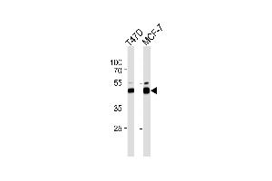 Western blot analysis of lysate from T47D,MCF-7 cell line,using RAD23B Antibody (ABIN486117 and ABIN1535498). (RAD23B antibody)