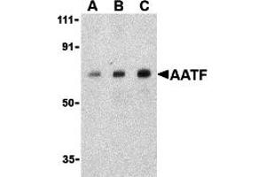 Western Blotting (WB) image for anti-Apoptosis Antagonizing Transcription Factor (AATF) (C-Term) antibody (ABIN1030213)