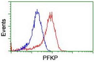 Flow cytometric Analysis of Hela cells, using anti-PFKP antibody (ABIN2455354), (Red), compared to a nonspecific negative control antibody, (Blue). (PFKP antibody)