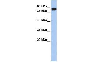 WB Suggested Anti-APEH Antibody Titration: 0.