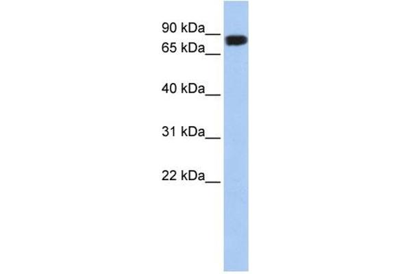 APEH antibody  (N-Term)