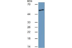 Rabbit Capture antibody from the kit in WB with Positive Control:  rat skeletal muscle tissue lysate. (Angiopoietin 2 ELISA Kit)