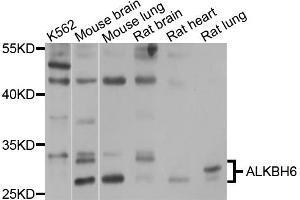 Western blot analysis of extracts of various cell lines, using ALKBH6 antibody (ABIN4902898) at 1:1000 dilution. (ALKBH6 antibody)