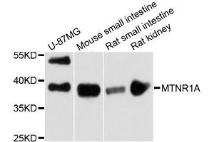 Western blot analysis of extracts of various cell lines, using MTNR1A antibody (ABIN6290605) at 1:3000 dilution. (Melatonin Receptor 1A antibody)