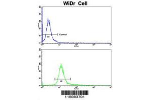 Flow cytometric analysis of WiDr cells using CTDP1 Antibody (N-term)(bottom histogram) compared to a negative control cell (top histogram). (CTDP1 antibody  (N-Term))