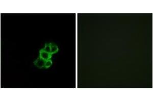Immunofluorescence analysis of MCF7 cells, using OR8B4 Antibody. (OR8B4 antibody  (AA 260-309))
