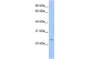 Western Blotting (WB) image for anti-PRELI Domain Containing 2 (PRELID2) antibody (ABIN2459676) (PRELID2 antibody)