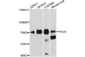 Western blot analysis of extracts of various cell lines, using POLK antibody (ABIN6290755) at 1:1000 dilution. (POLK antibody)