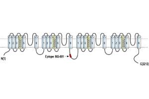 Representative domain view of the target of ABIN7043006.