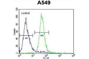 CO039 Antibody (C-term) flow cytometric analysis of A549 cells (right histogram) compared to a negative control cell (left histogram).