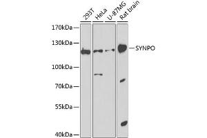 Western blot analysis of extracts of various cell lines, using SYNPO antibody (ABIN6128791, ABIN6148774, ABIN6148776 and ABIN6224561) at 1:1000 dilution. (SYNPO antibody  (AA 1-260))