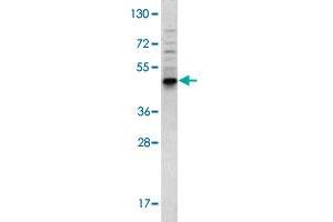 Western blot analysis of 293 cell lysate (35 ug/lane) with BMP3 polyclonal antibody . (BMP3 antibody  (N-Term))