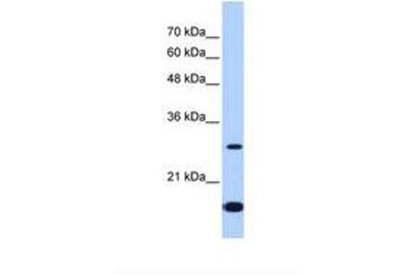 Use1 antibody  (AA 151-200)