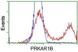 HEK293T cells transfected with either RC207809 overexpress plasmid (Red) or empty vector control plasmid (Blue) were immunostained by anti-PRKAR1B antibody (ABIN2454494), and then analyzed by flow cytometry.