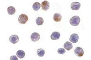 Immunocytochemistry of TRAF3 in HeLa cells with this product at 10 μg/ml. (TRAF3 antibody  (N-Term))