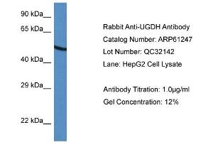 Western Blotting (WB) image for anti-UDP-Glucose 6-Dehydrogenase (UGDH) (C-Term) antibody (ABIN2788735) (UGDH antibody  (C-Term))