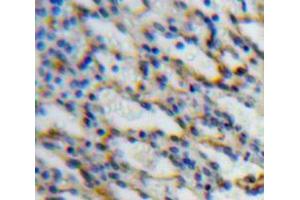 IHC-P analysis of Spleen tissue, with DAB staining. (SIGLEC5 antibody  (AA 147-335))