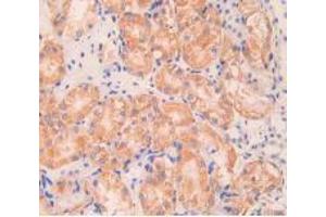 IHC-P analysis of Mouse Kidney Tissue, with DAB staining. (Angiopoietin 1 antibody  (AA 253-429))