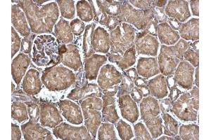 IHC-P Image FDPS antibody [N1C3] detects FDPS protein at cytosol on mouse kidney by immunohistochemical analysis. (FDPS antibody)