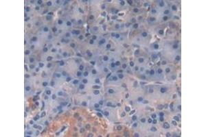 Figure. (TPSG1 antibody  (AA 99-244))