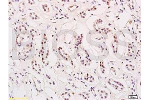 HES1 antibody  (AA 41-150)