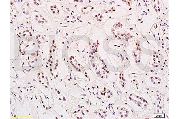 HES1 antibody  (AA 41-150)