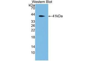Western blot analysis of the recombinant protein. (DEFA4 antibody  (AA 20-92))