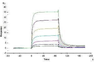 Surface Plasmon Resonance (SPR) image for Programmed Cell Death 1 Ligand 2 (PDCD1LG2) protein (His-Avi Tag) (ABIN7275432)