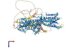 ATP10D Protein (AA 1-1426) (His tag)