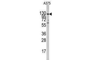 Image no. 2 for anti-Insulin-Degrading Enzyme (IDE) (Center) antibody (ABIN356957) (IDE antibody  (Center))