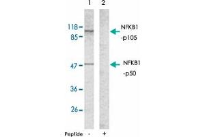 Western blot analysis of extracts from HeLa cells using NFKB1 polyclonal antibody . (NFKB1 antibody)