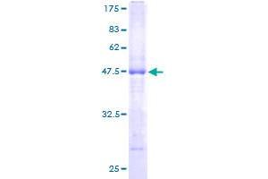 MS4A7 Protein (AA 1-240) (GST tag)