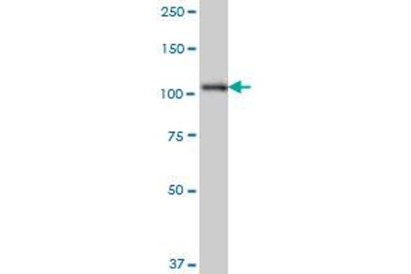 SH3RF1 antibody  (AA 790-888)