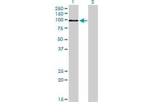 Western Blot analysis of MAPK6 expression in transfected 293T cell line by MAPK6 monoclonal antibody (M01), clone 1G6. (MAPK6 antibody  (AA 612-721))