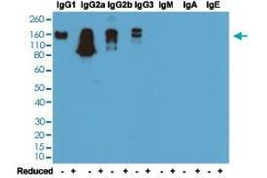 Western blot analysis of nonreduced (-) and reduced (+) mouse immunoglobulins (20 ng/lane) with Mouse IgG monoclonal antibody, clone RM104  under 0. (Rabbit anti-Mouse Immunoglobulin Heavy Constant gamma 1 (G1m Marker) (IGHG1) Antibody)