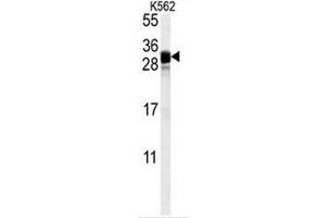 FGF7 Antibody (Center) western blot analysis in K562 cell line lysates (35µg/lane). (FGF7 antibody  (Middle Region))