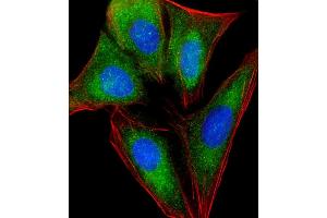Immunofluorescent analysis of 4 % paraformaldehyde-fixed, 0. (RPL4 antibody  (AA 119-149))