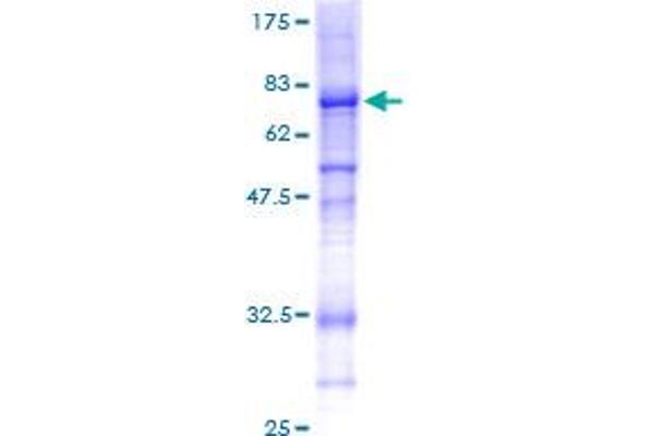 COL6A2 Protein (AA 1-425) (GST tag)