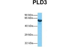 Host:  Rabbit  Target Name:  PLD3  Sample Tissue:  Human Fetal Lung  Antibody Dilution:  1. (PLD3 antibody  (N-Term))