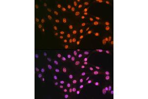 Immunofluorescence analysis of NIH-3T3 cells using TDP-43/TARDB Rabbit pAb (ABIN6128807, ABIN6148854, ABIN6148857 and ABIN6217391) at dilution of 1:100 (40x lens). (TARDBP antibody  (AA 1-100))