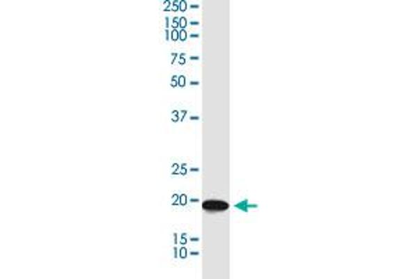 BRI3BP antibody  (AA 1-251)