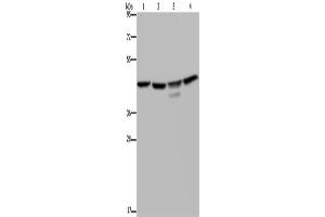 Western Blotting (WB) image for anti-Casein Kinase 2 alpha 1 (CSNK2A1) antibody (ABIN2427963) (CSNK2A1/CK II alpha antibody)
