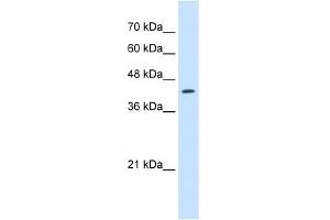 RNF165 antibody used at 2. (RNF165 antibody  (N-Term))
