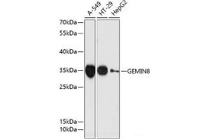 Western blot analysis of extracts of various cell lines using GEMIN8 Polyclonal Antibody at dilution of 1:3000. (GEMIN8 antibody)