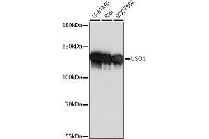 Western blot analysis of extracts of various cell lines, using USO1 antibody (ABIN7271235) at 1:1000 dilution. (USO1 antibody  (AA 663-962))