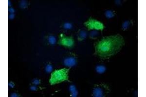 Anti-ZFAND2B mouse monoclonal antibody (ABIN2454191) immunofluorescent staining of COS7 cells transiently transfected by pCMV6-ENTRY ZFAND2B (RC203822). (ZFAND2B antibody)