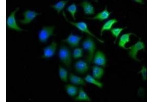Immunofluorescence staining of A549 cells with ABIN7156215 at 1:150, counter-stained with DAPI. (INMT antibody  (AA 1-263))