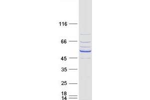 Validation with Western Blot (DCAF12L1 Protein (Myc-DYKDDDDK Tag))